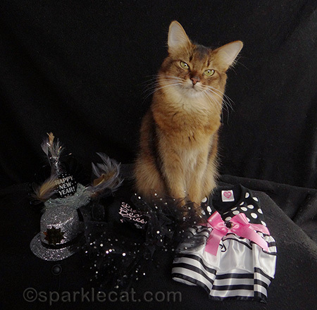 somali cat, cat dresses, cat hats