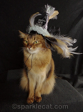 Somali cat, New Year's Eve cat hat