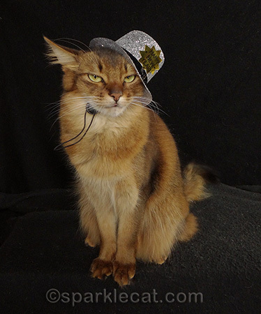 Somali cat, New Year's Eve, glitter bowler cat cat