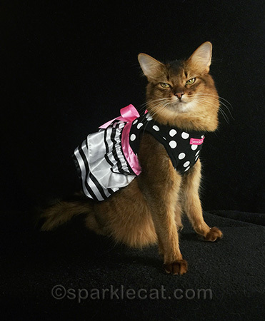 somali cat, cat dress, fancy cat dress