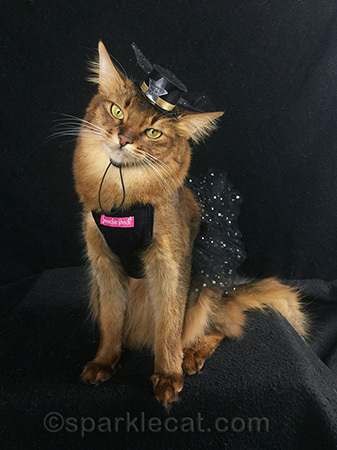somali cat, cat dress, tulle cat dress, New Year's Eve cat hat