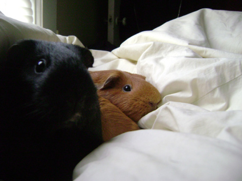 Murderface and Pickles in Hattiesburg