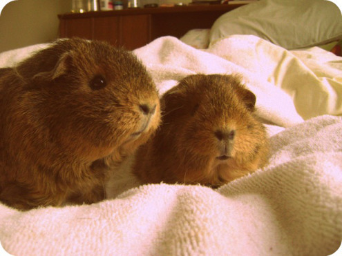 Sepia toned teddy bear ladies Twiglet and Pammy. So fuzzy. So domineering. But so fuzzy and so good at napping.