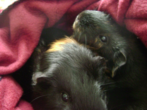 Murderface and the lovely Duncan Hills. I only got to have Duncan for eleven months, but she had the softest ears and the sassiest disposition. She also helped me quite a bit with the planning of Day of the Robots. 