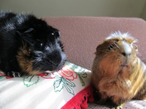 Merricat and Peregrine, my first non-Mississippi or Iowa born lady pigs. Merricat was frighteningly special and my first lady Abyssinian. She was very small in size, but had a very large bite.