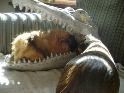 Peregrine and Ozma having a mild moment. Peregrine has not been the most friendly of new friends to Ozma, but Ozma's willingness to explore is slowly, very slowly seeping in to Pere. 