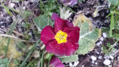 undead flower