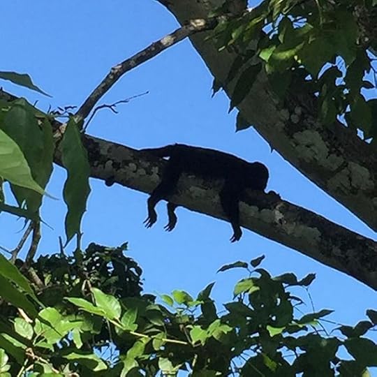 Baby Monkey