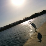 We started 2015 with a trip to our favorite LA park, Lake Balboa. We weren't the only ones with this idea.