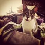 As Chris and I prepare to embark on our reconnaissance mission to the pacific northwest, Oslo tries to keep us at home with the power of his eyes.