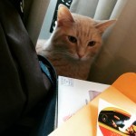 Finn watches the contractors rip apart our house from the safety of a sheltered nook.