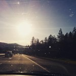 So many bugs on the drive. And so many glorious trees.