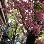 St Johns is all kinds of adorable in the spring.