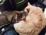 Portland cats snuggle a lot more.