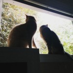 The cats explore the new house.