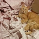Finn is most fond of the pile of packing materials.