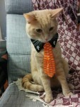 Finn gets dressed up for Halloween.