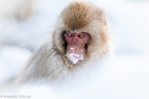 Japanese Macaque Snow Monkey - Perception of Time-1