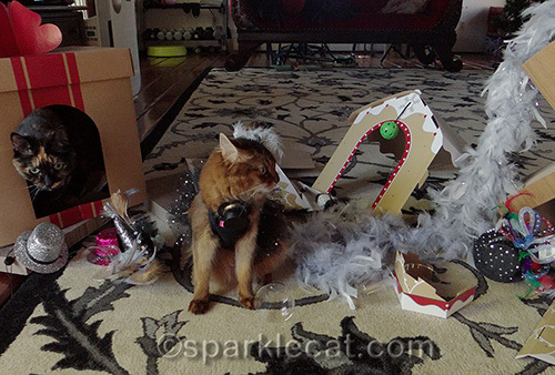 Somali cat, tortoiseshell cat, New Years Day, cat party