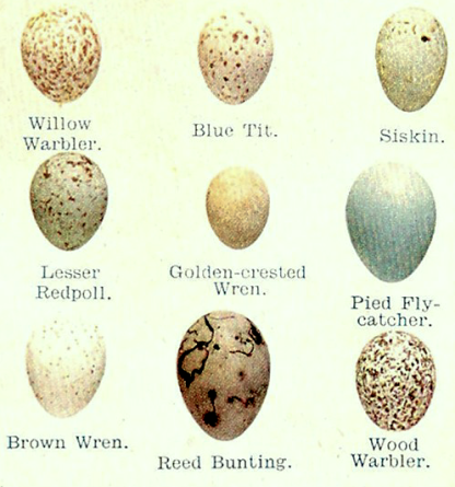 eggs-section