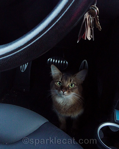 Somali cat loose in a car, cat in a Mini Cooper