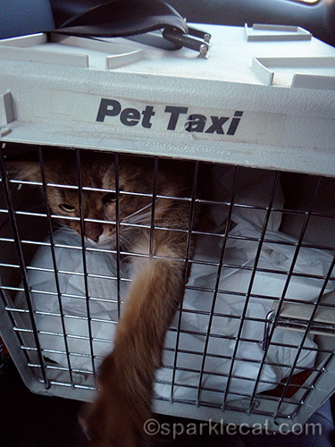 somali cat in a pet taxi, cat in a hard plastic carrier