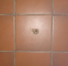 Slug-shaped fluff on floor
