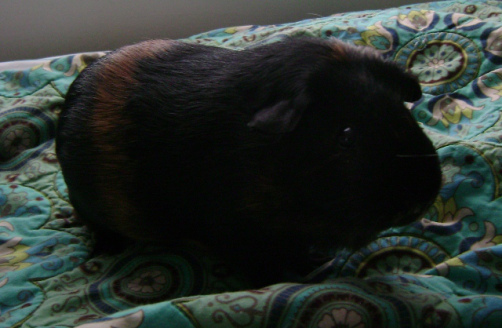Duncan was blacker than the blackest black times infinity, plus a giraffe nose and a couple of dark red rings, but she’s a symbol of cuteness and snippy guinea pig kind. Snippy guinea pigs help me find reasons to keep living through my depressive periods. 