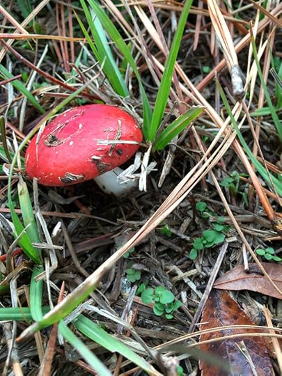 red shroom