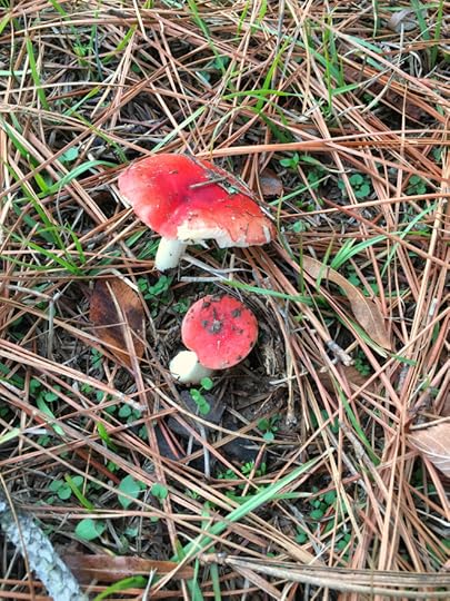 Mushrooms