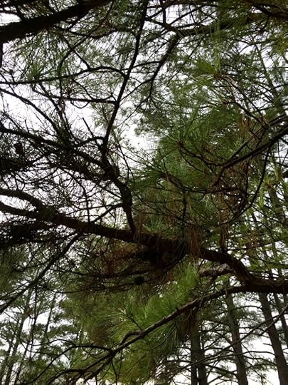 pines