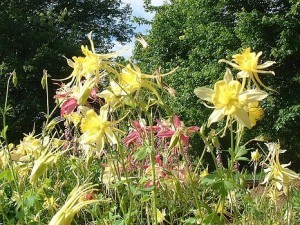 aquilegia-john-fahey