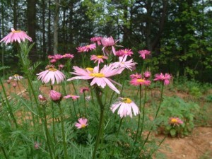 MyGarden_April_17_2012_012_op_640x480