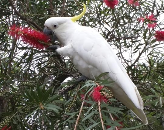 How a developer accesses an API