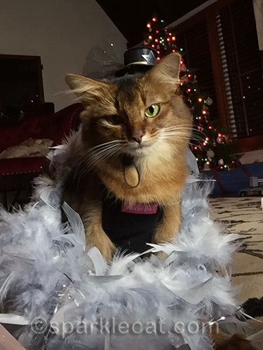 Somali cat, New Year's Eve, cat in hat, feather boz