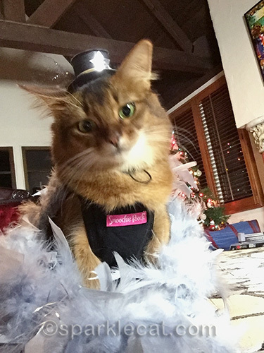 Somali cat, cat selfie, cat in hat