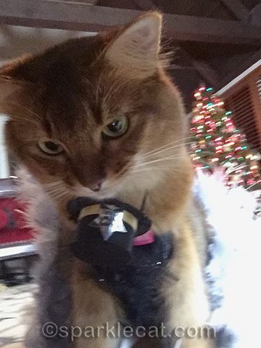 Somali cat, cat selfie, cat hat