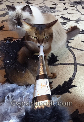 Somali cat, Ragdoll cat, New Year's Eve, party horn