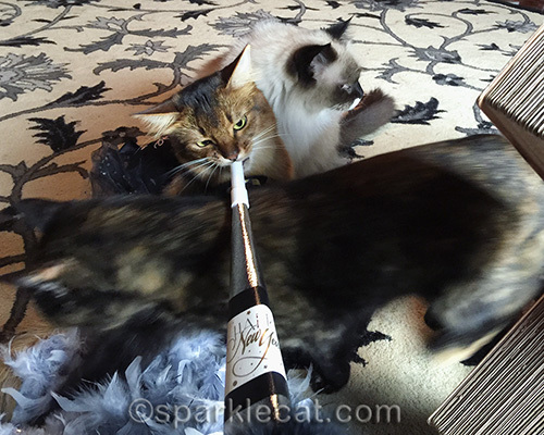 somali cat, ragdoll cat, tortoiseshell cat, New Year's Eve, party horn, photo bomb