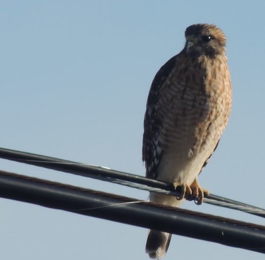 hawk 2