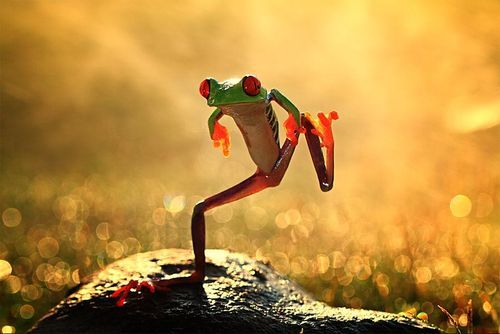 frog step
