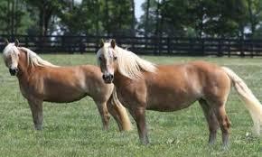 Haflinger Ponies