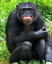 Smiling chimp