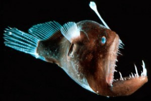 anglerfish
