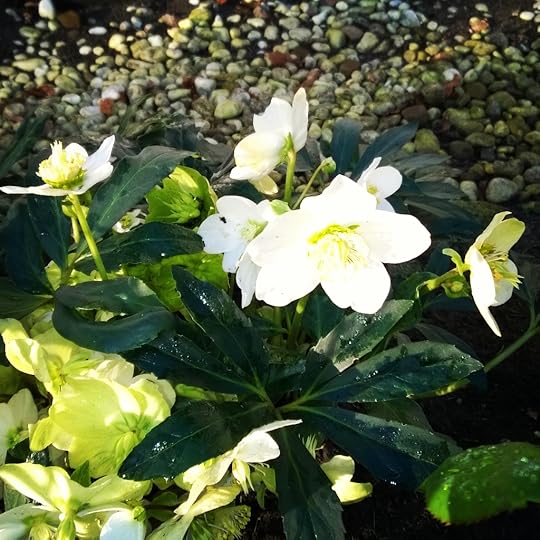 Black hellebore
