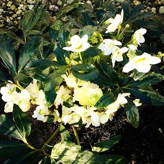 Black hellebore