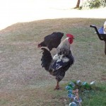 Rooster wakes me up