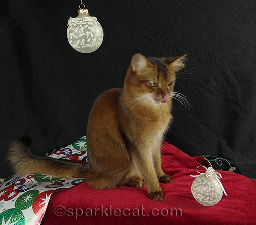 Somali cat, Christmas cat, cat photography, Christmas ornaments, Christmas wrapping paper