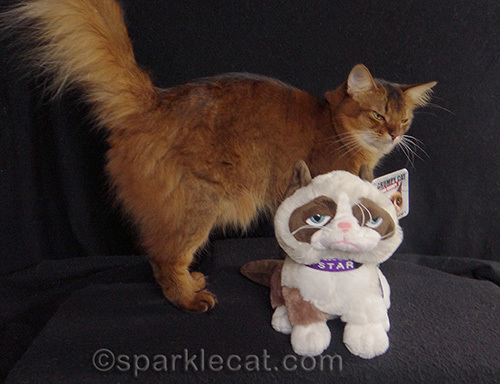 Somali cat, Grumpy Cat, two grumpy cats