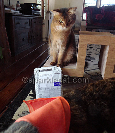Somali cat, photo bomb, tortoiseshell cat